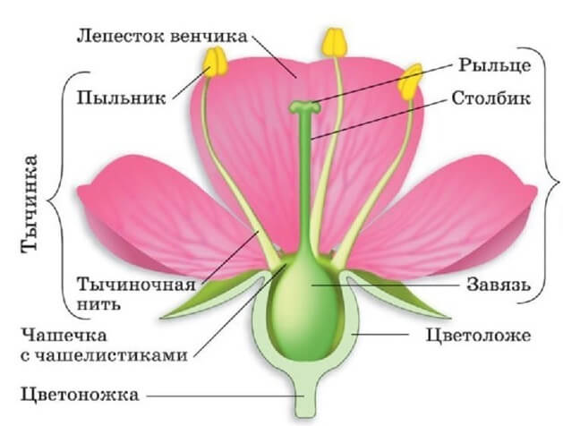 из каких частей состоит цветок