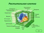 из чего состоит растительная клетка