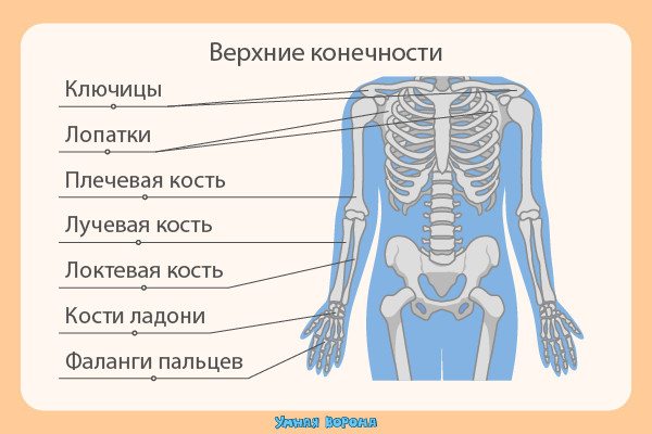 к механической функции скелета человека относят