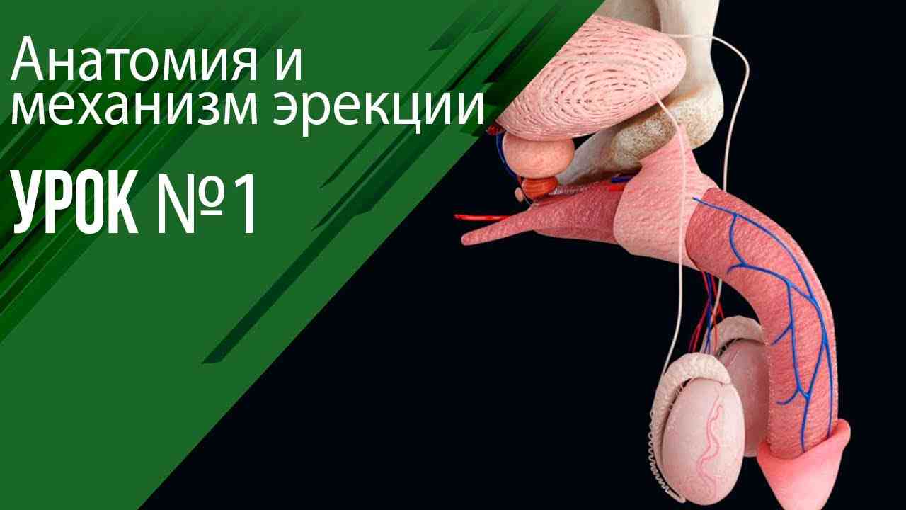 как называется мужской половой орган