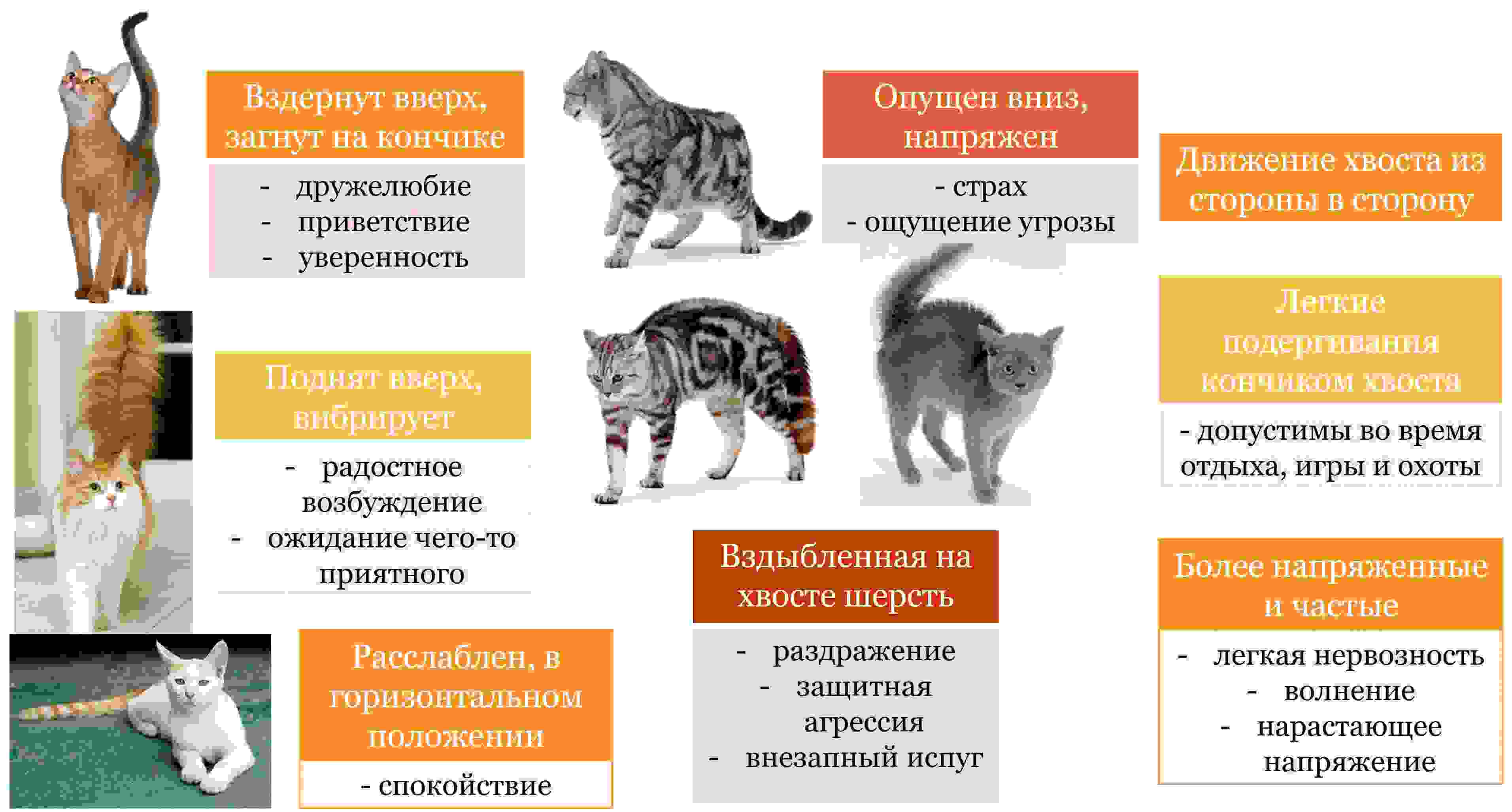 как понять кот или кошка
