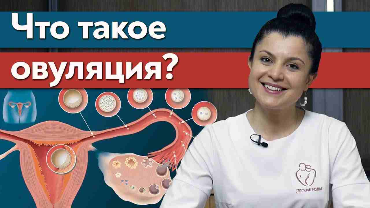 как понять что овуляция наступила