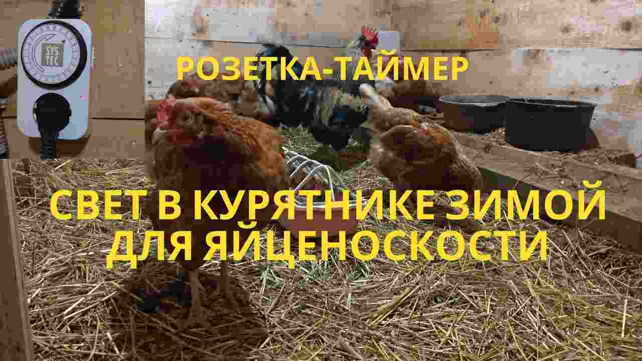 какая температура зимой должна быть в курятнике