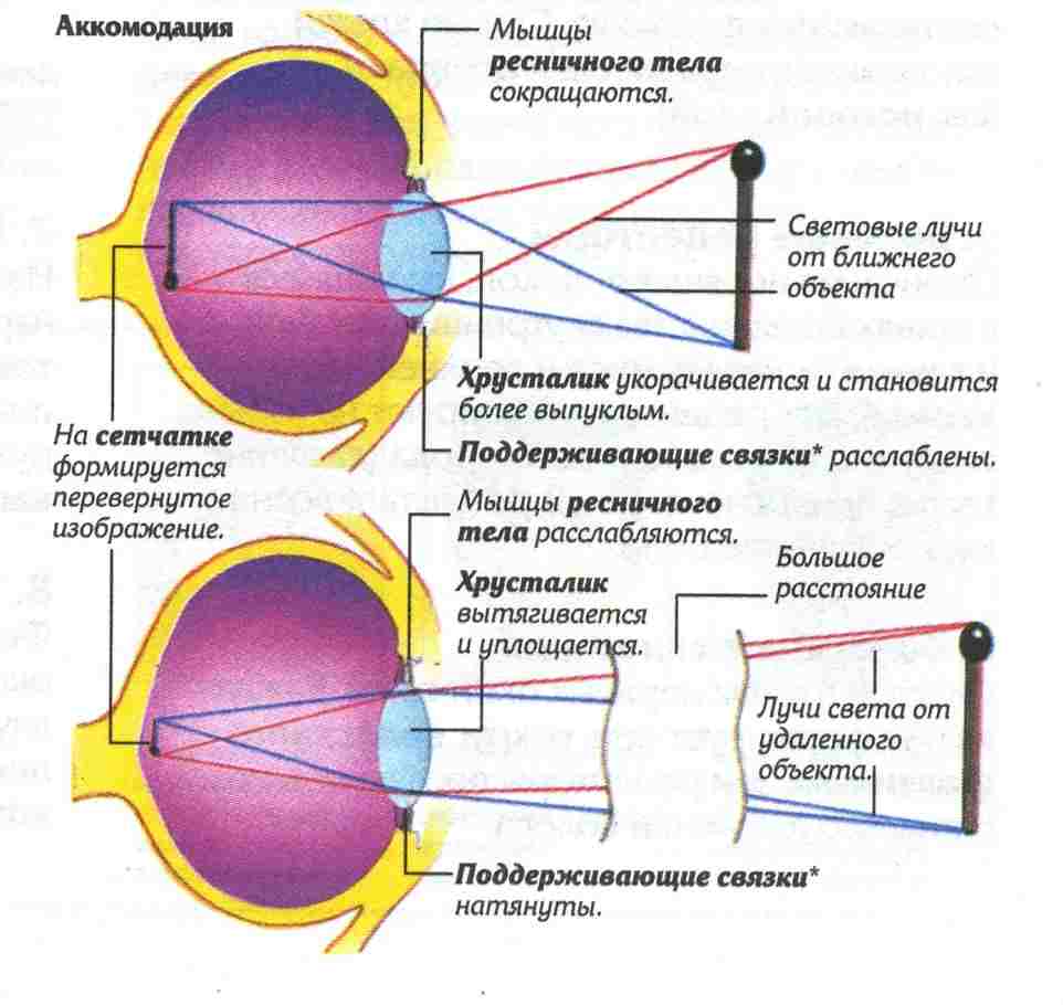 какие характеристики хрусталика глаза обеспечивают его аккомодацию