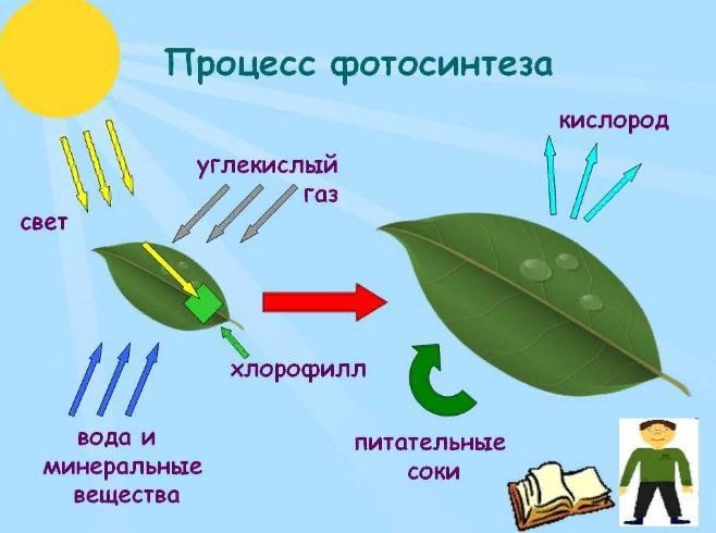 каково значение фотосинтеза в природе