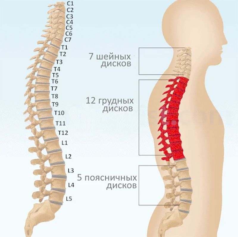 какое строение имеют позвонки человека