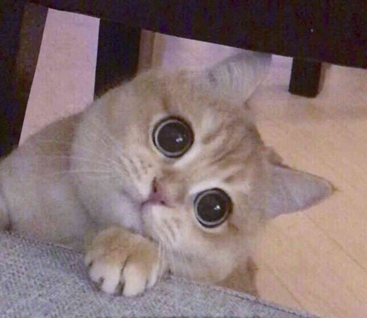 котик котик дай мне в