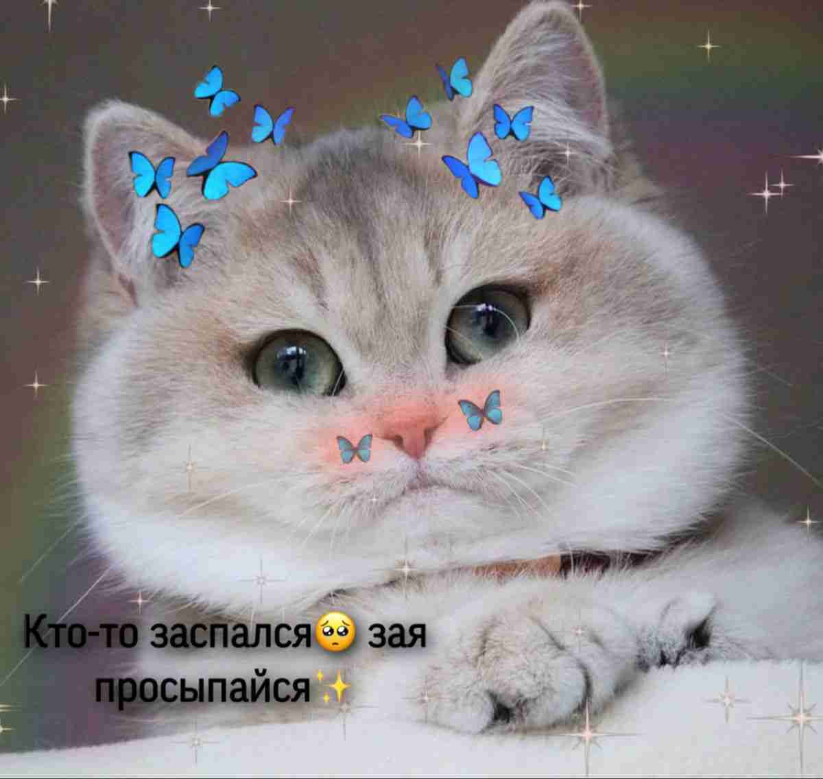 котик котик дай мне в ротик