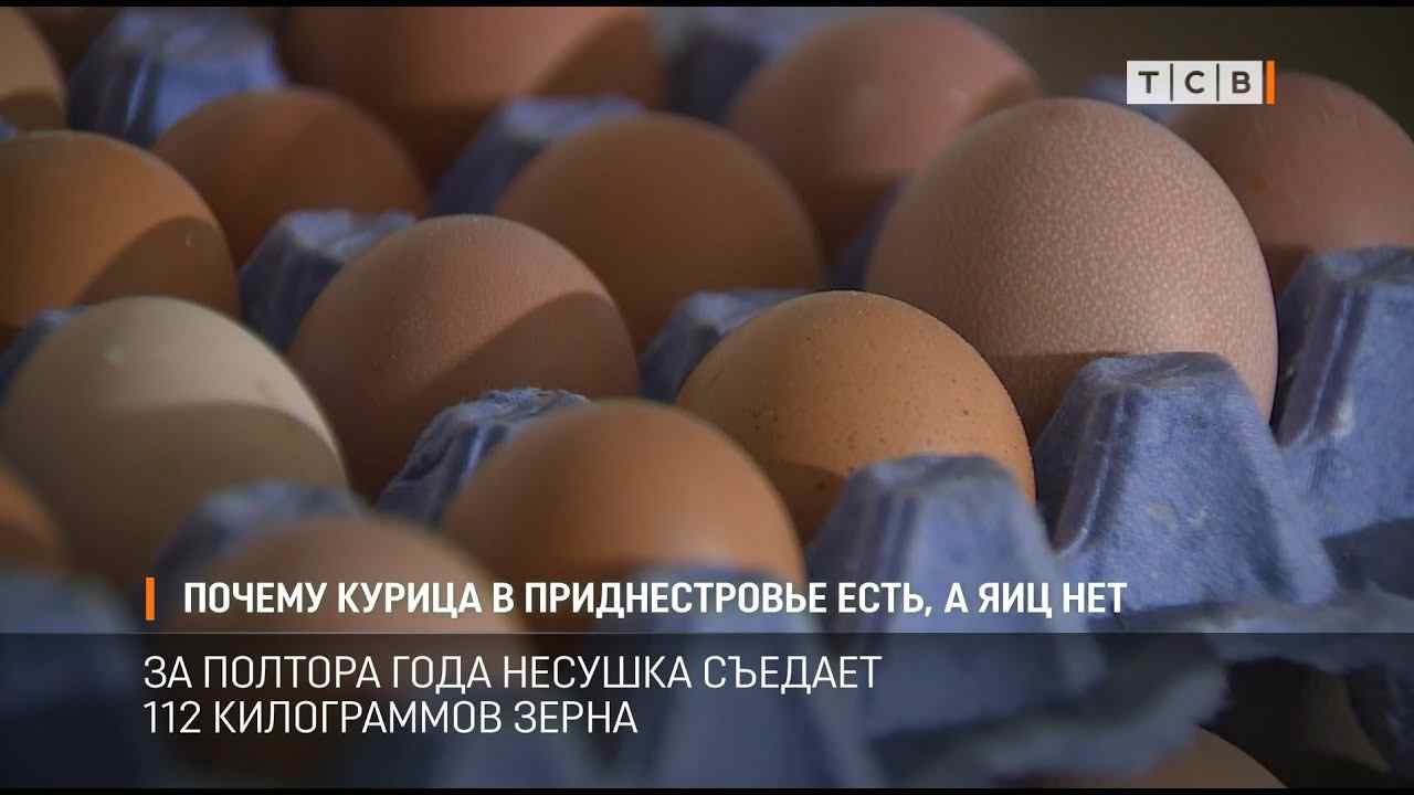 курица которая не несет яиц как называется