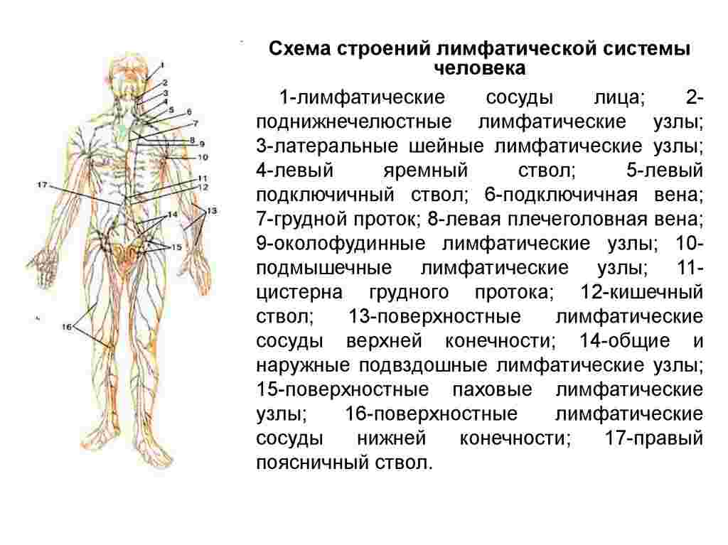 лимфоузлы на теле человека расположение фото