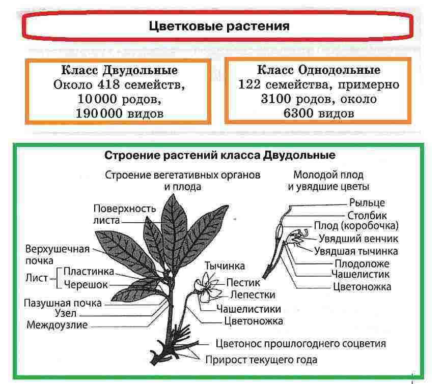 на каких примерах можно показать разнообразие покрытосеменных