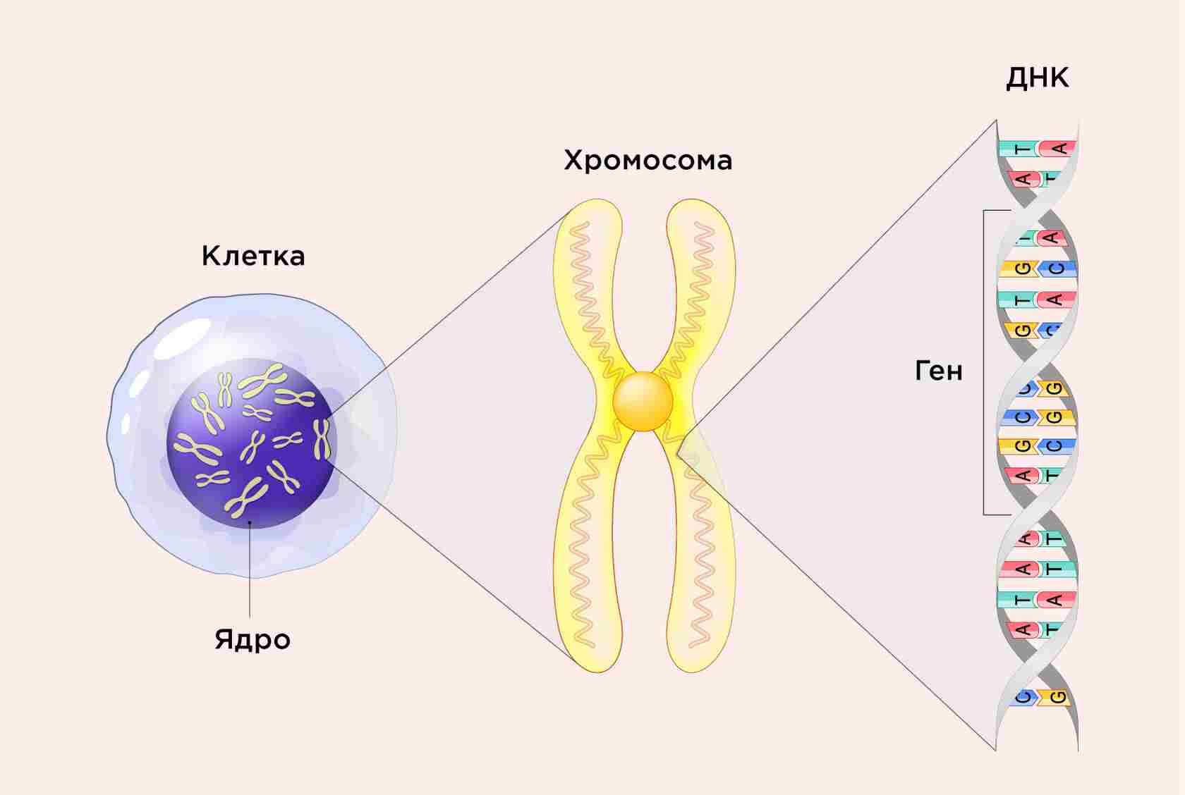 наследственные дела по фамилии умершего