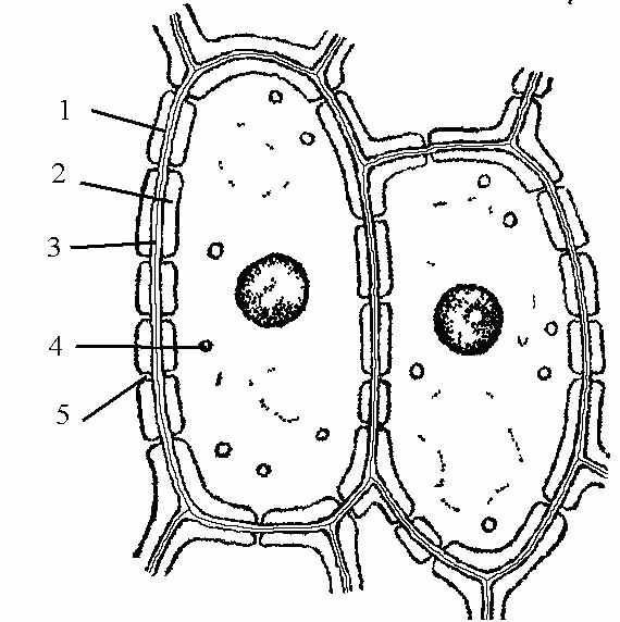 оболочка растительной клетки состоит из