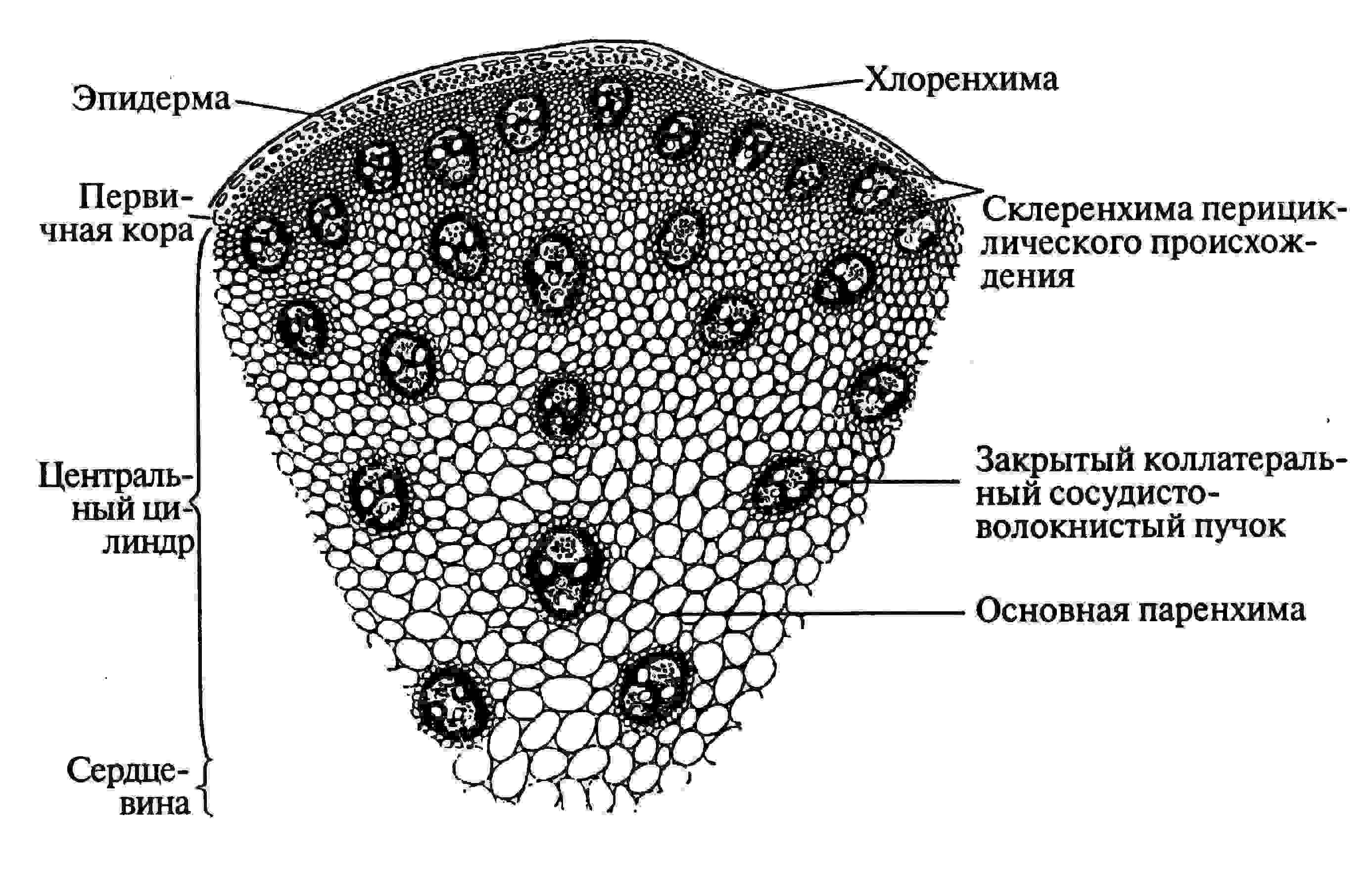 орган растения состоящий из стебля и листьев