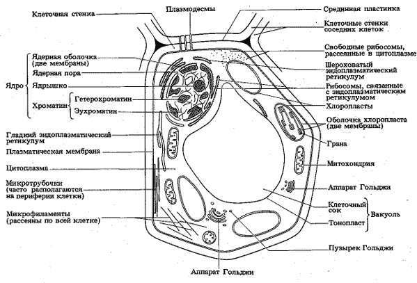 органоиды растительной клетки и их функции