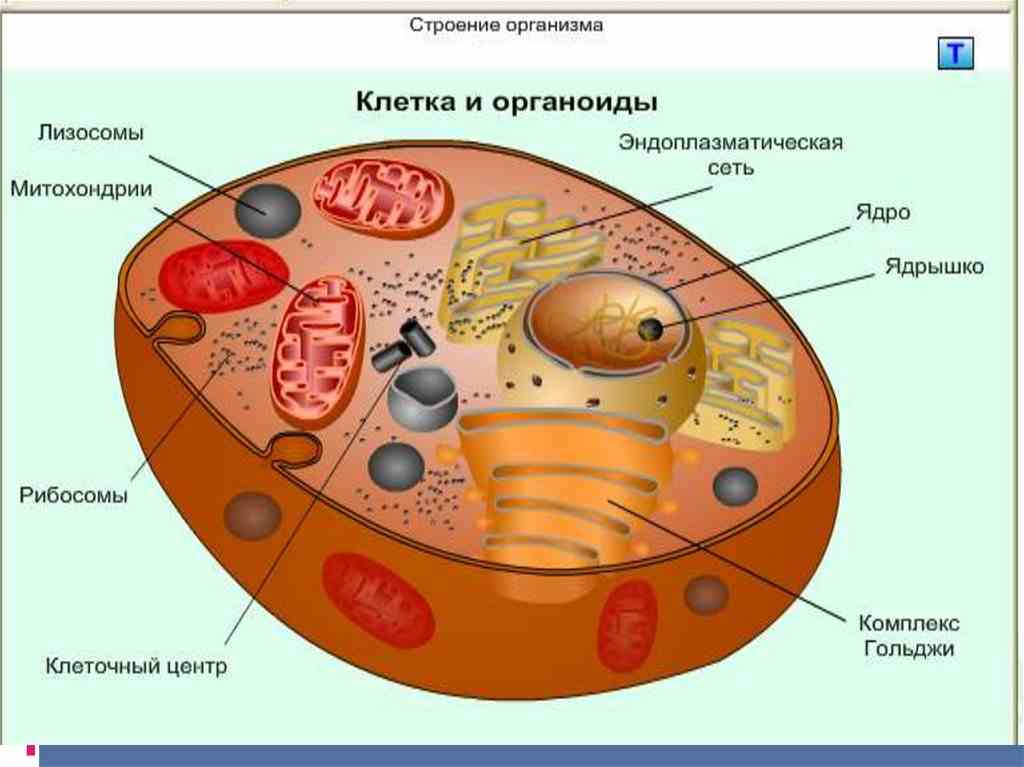 особенности строения клеток основной ткани