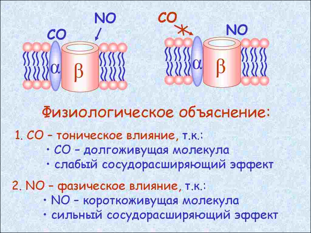 охарактеризуйте регуляцию физиологических процессов у организма