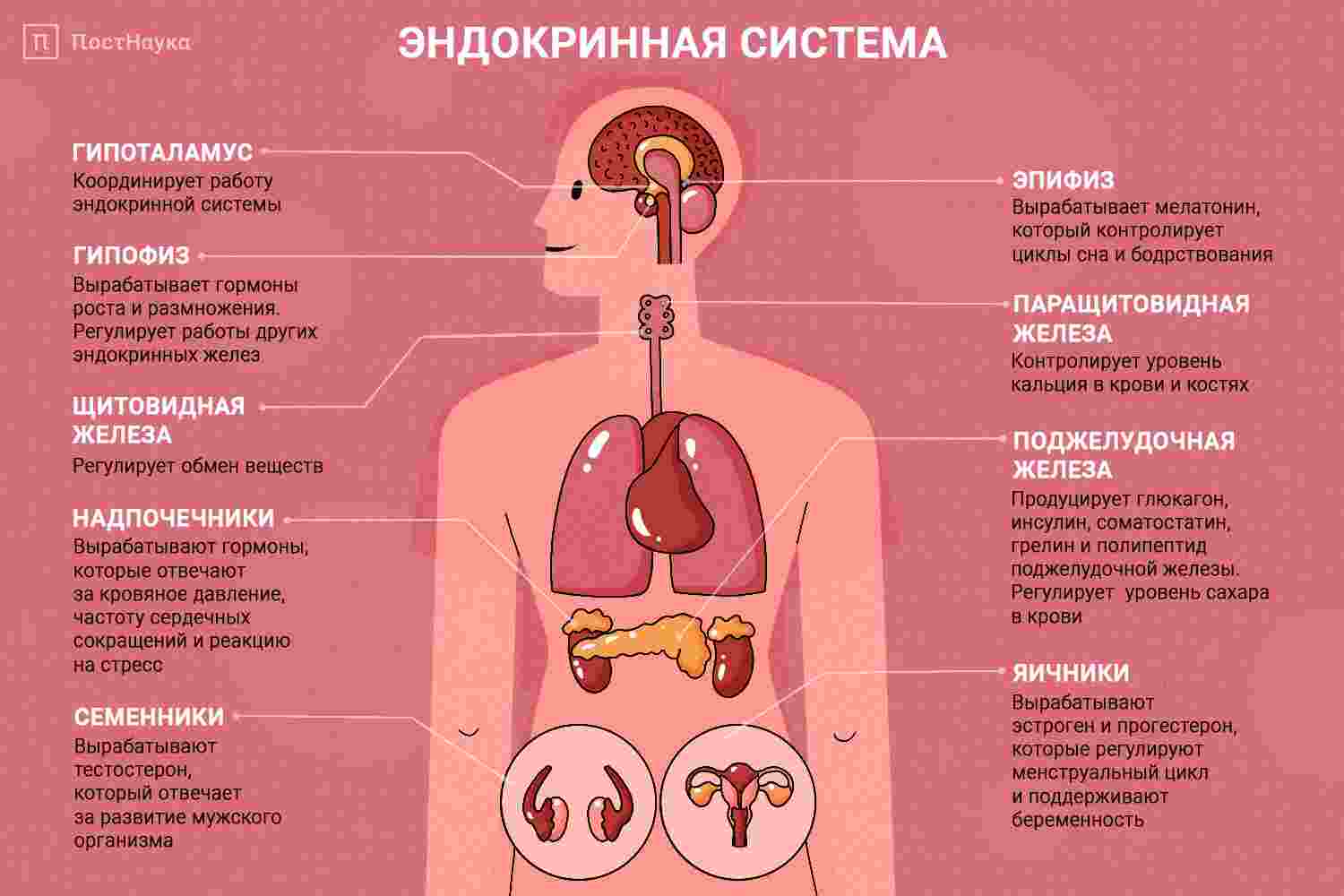 по химической природе гормоны являются