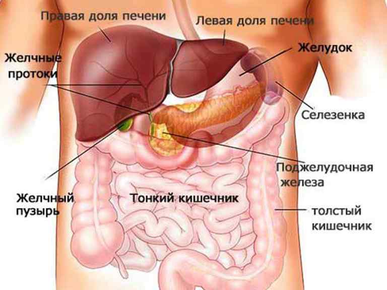 поджелудочная железа где находится и как