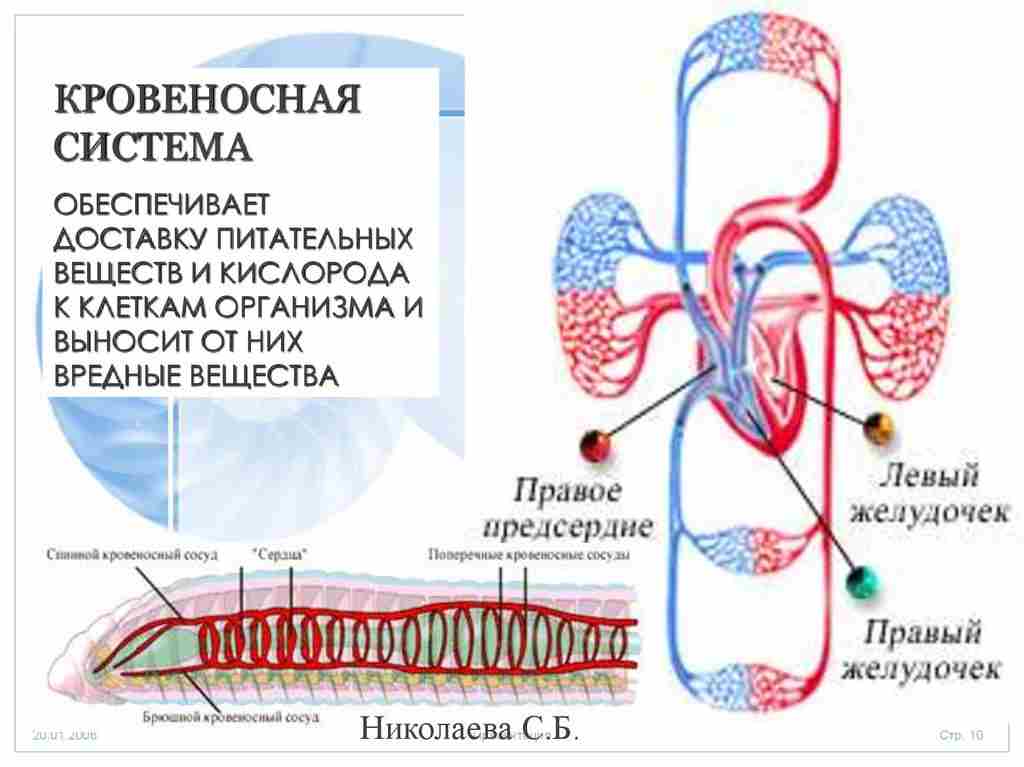 почему многоклеточный организм представляет собой единое целое