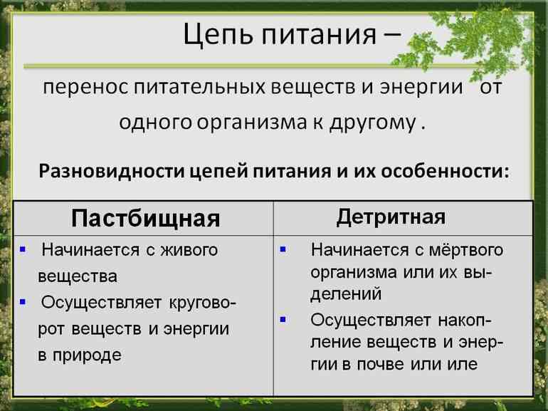 продуценты консументы и редуценты это