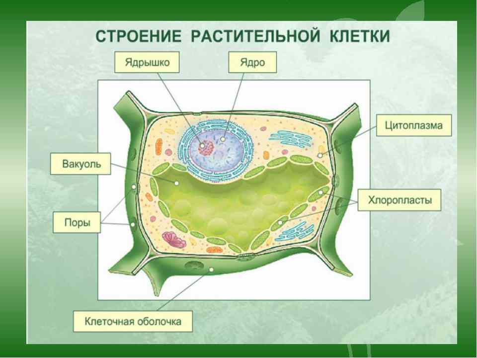 растительная клетка строение и функции