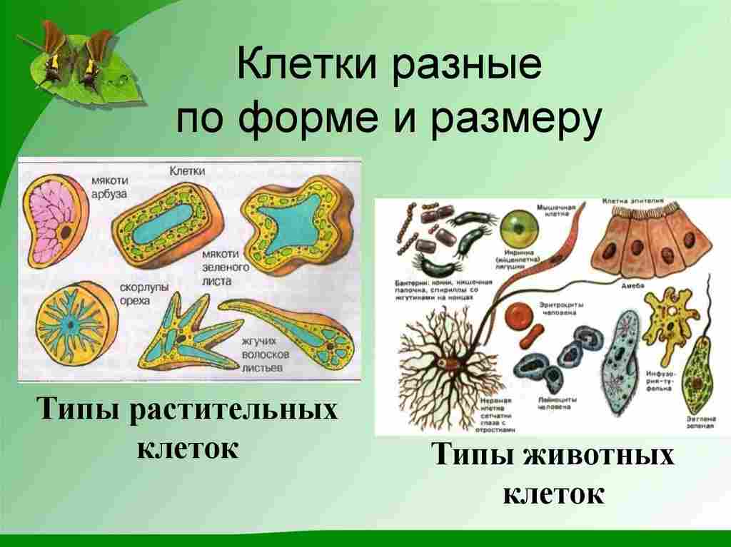 растительные организмы тело которых образовано различными тканями