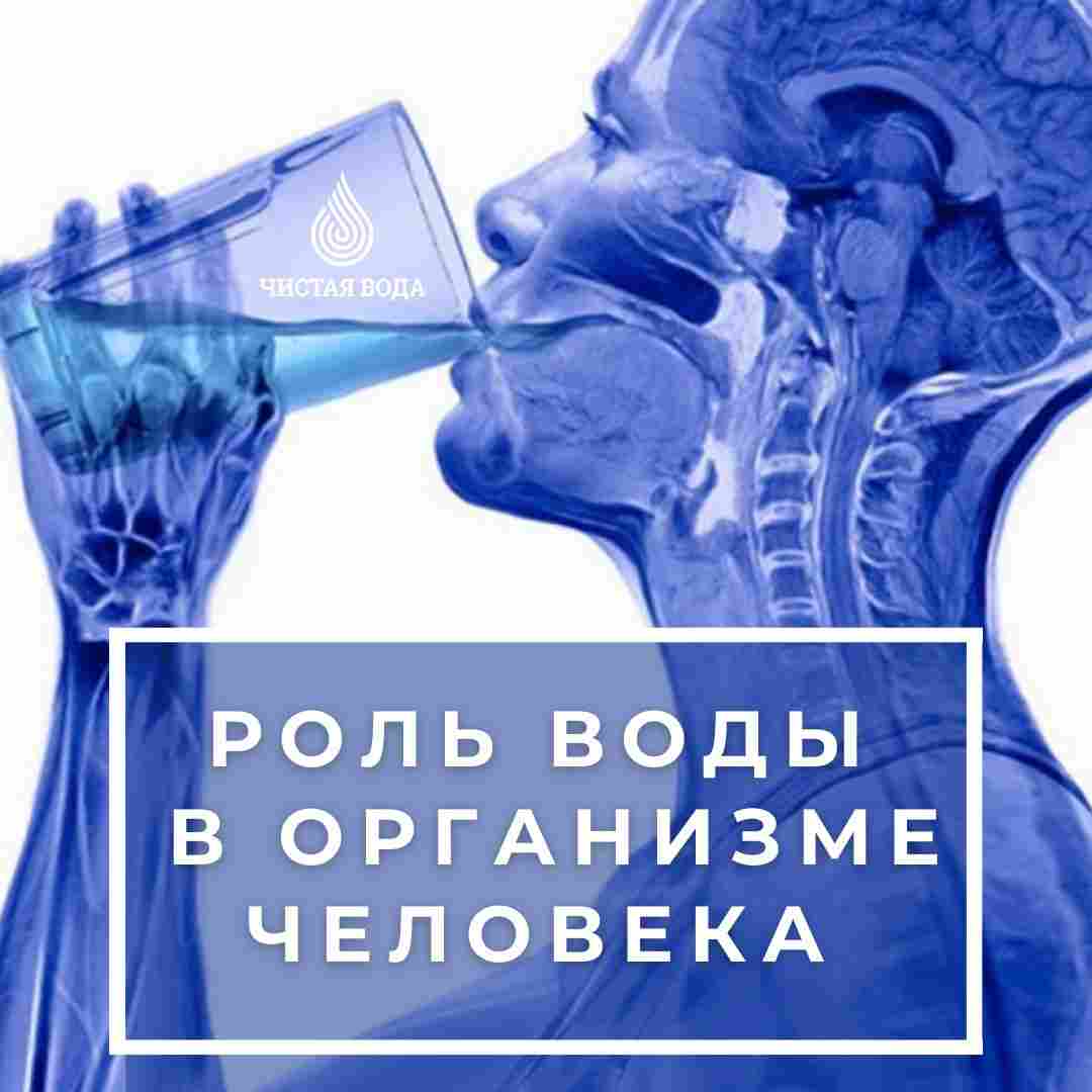 сколько воды в теле человека