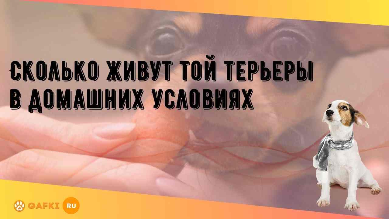 сколько живут той терьеры в домашних