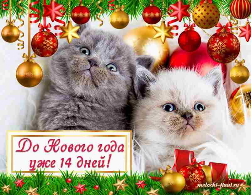 сколько осталось до 15 января
