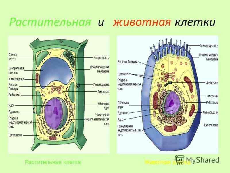 сравнение строения клеток растений и животных