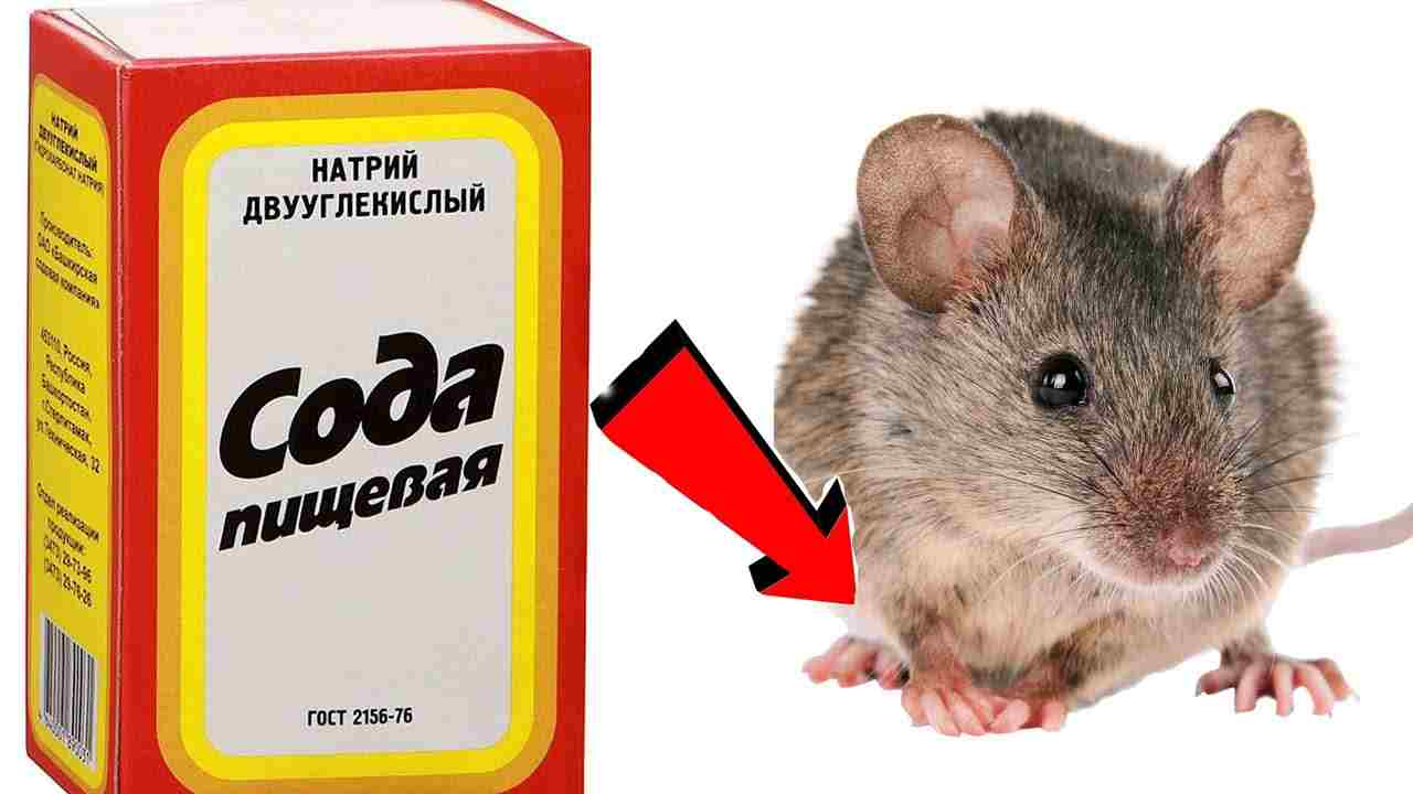 средства от мышей в доме самые эффективные