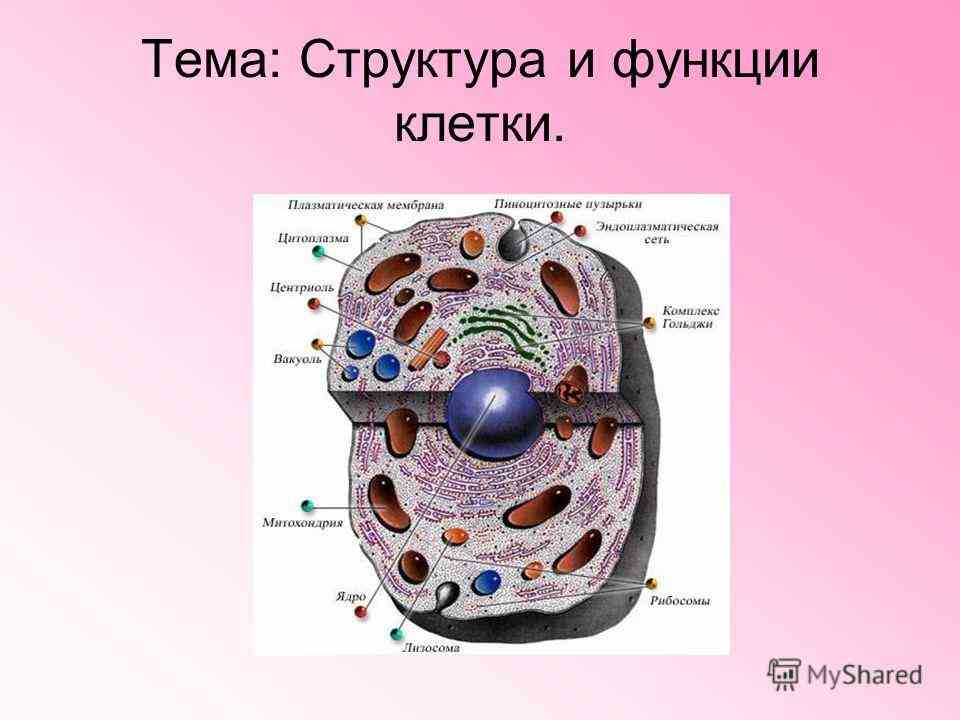 строение и химический состав клетки