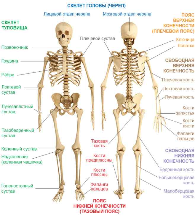 строение скелета человека с названиями
