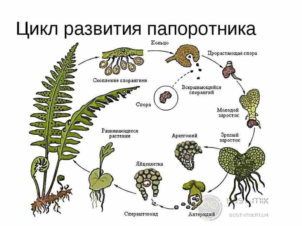 схема жизненного цикла высших споровых растений