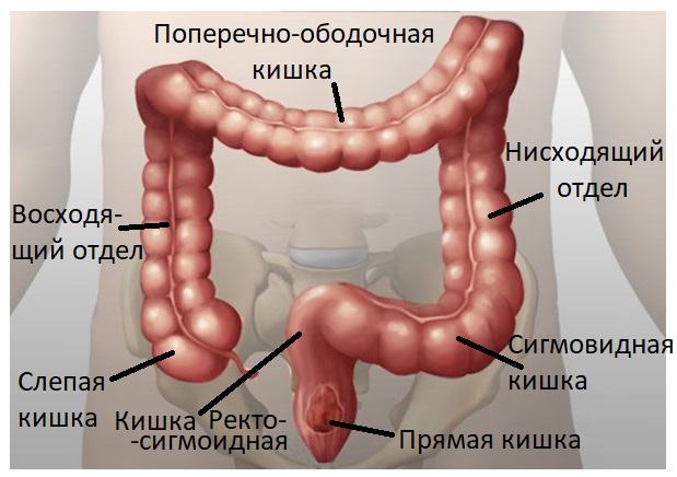 толстая кишка где находится и как болит