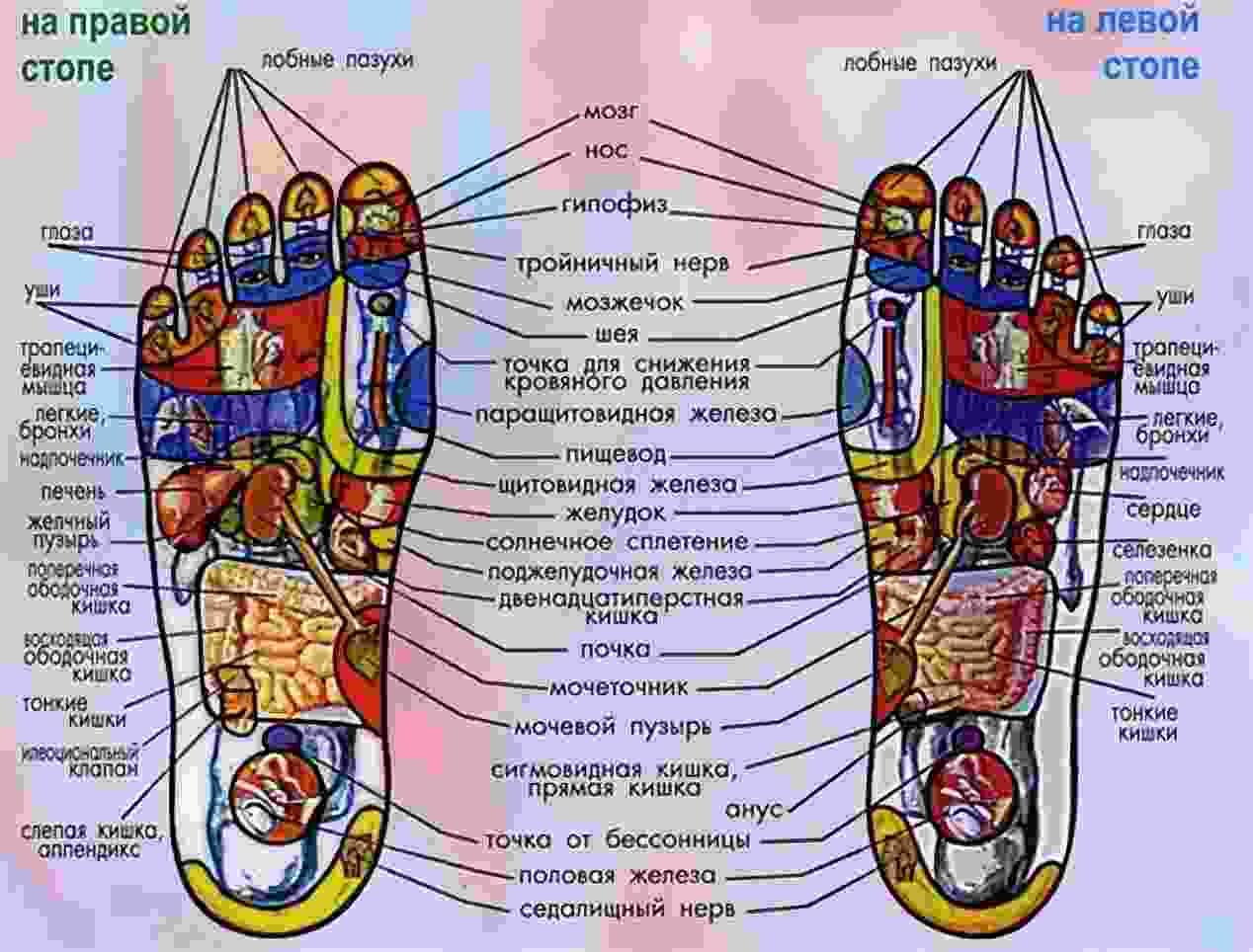 точки на стопе отвечающие за органы