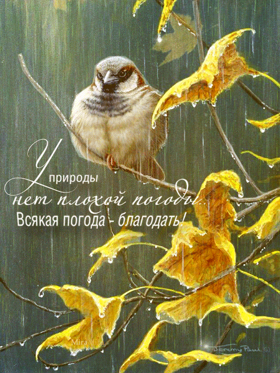у природы нет плохой погоды