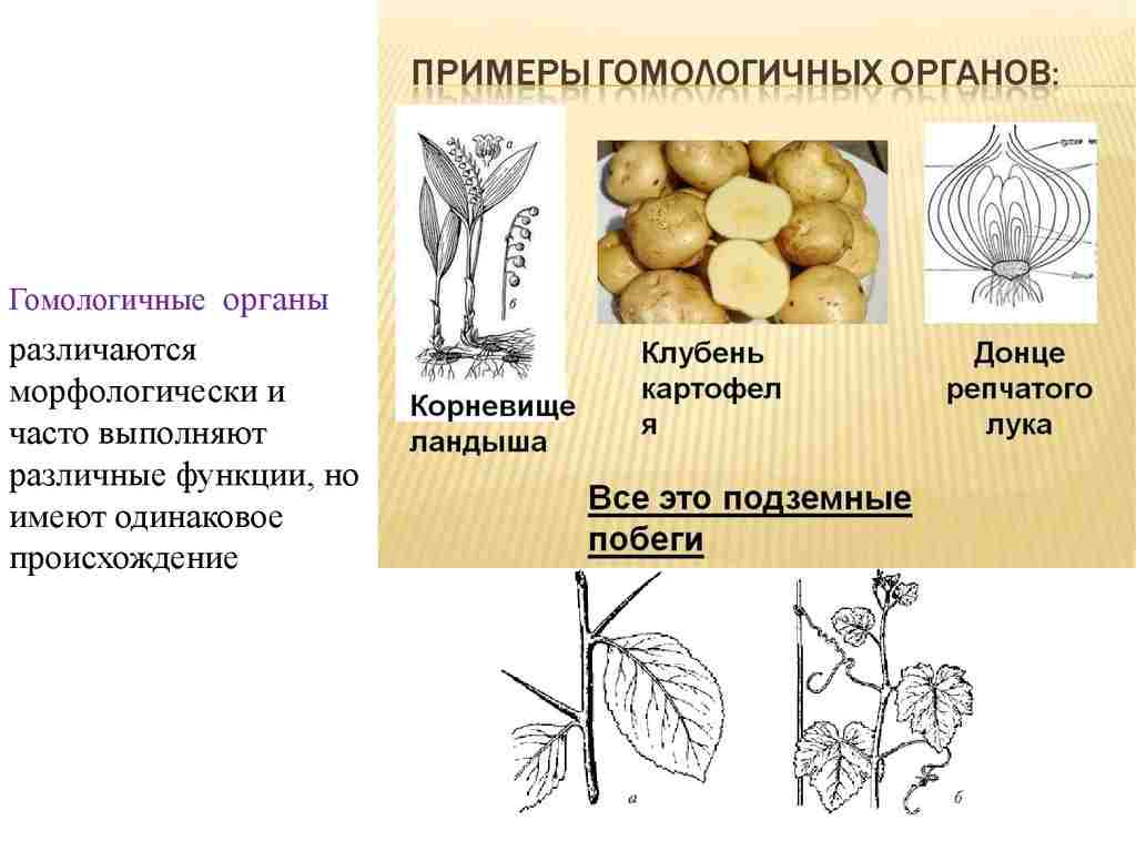 часть тела растения выполняющая определенные функции это