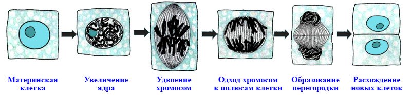 чем объясняется рост органов растения