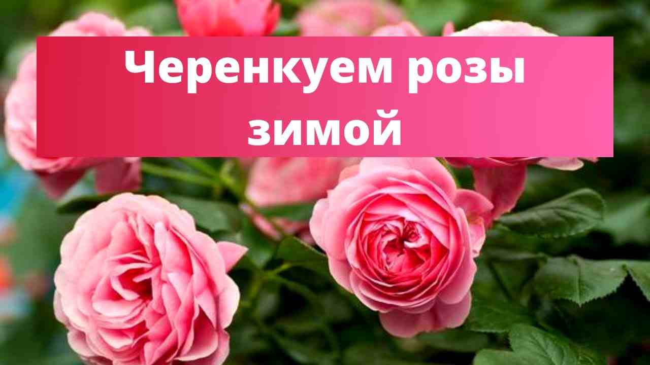 черенкование роз осенью в домашних условиях