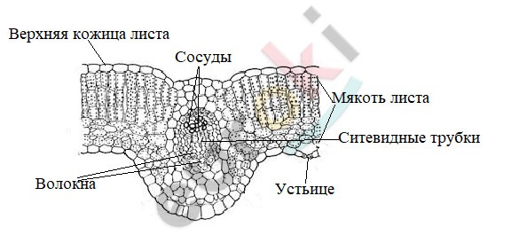 что больше ткань или клетка