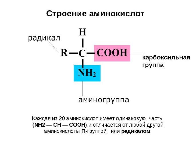 что входит в состав аминокислот