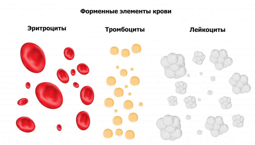 что входит в состав крови