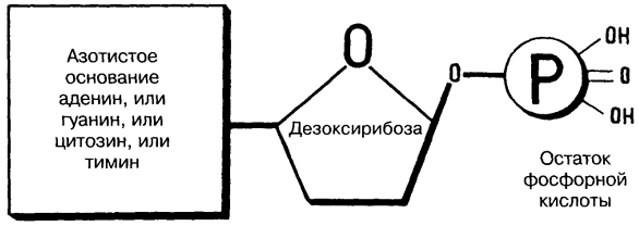 что входит в состав нуклеотида