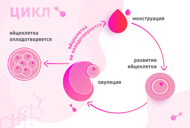 что такое овуляция простыми словами