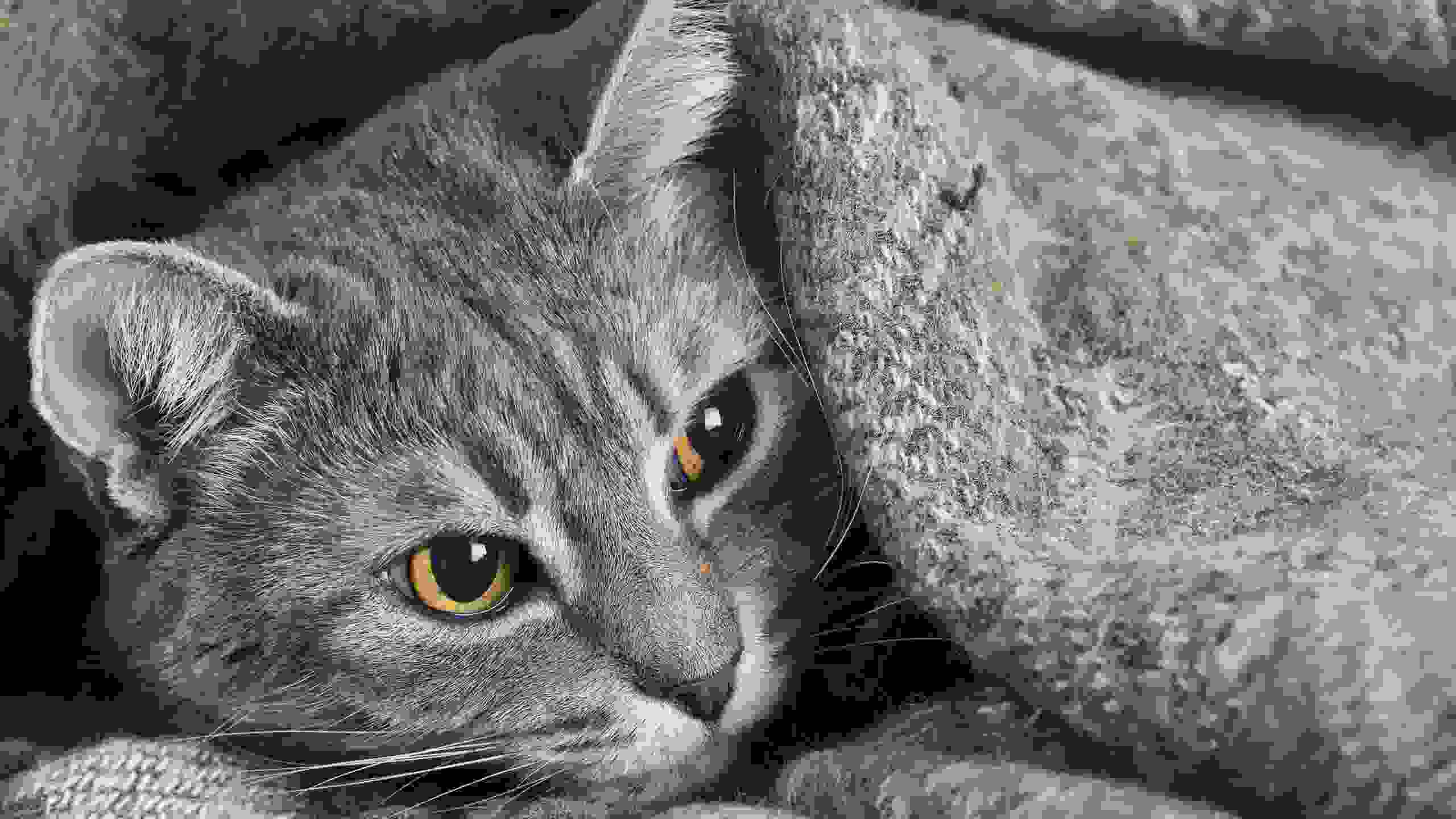 что такое фип у кошек