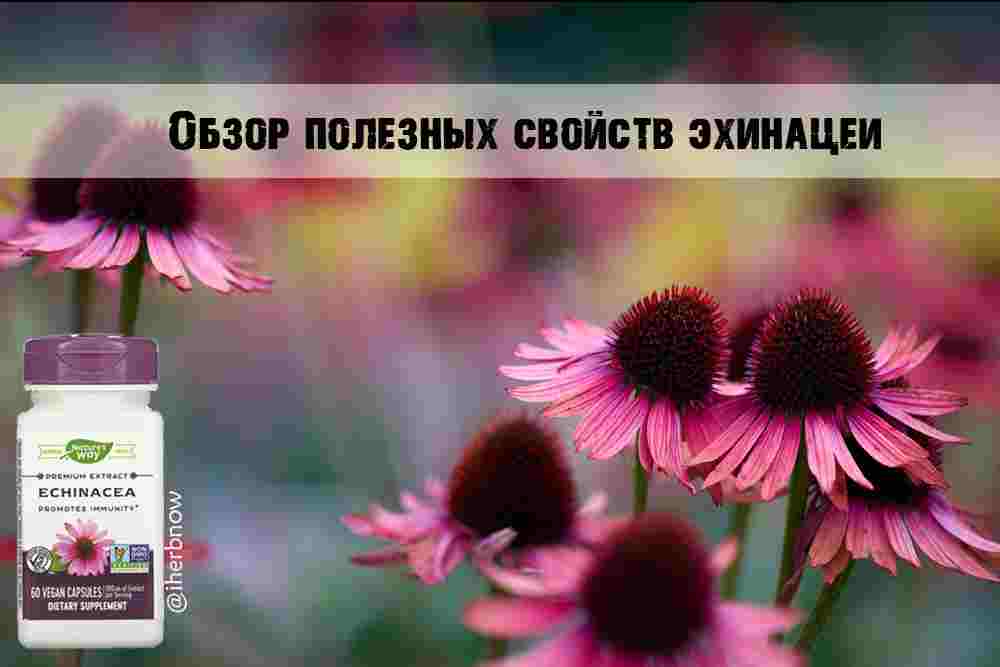 эхинацея премиум капсулы инструкция по применению цена